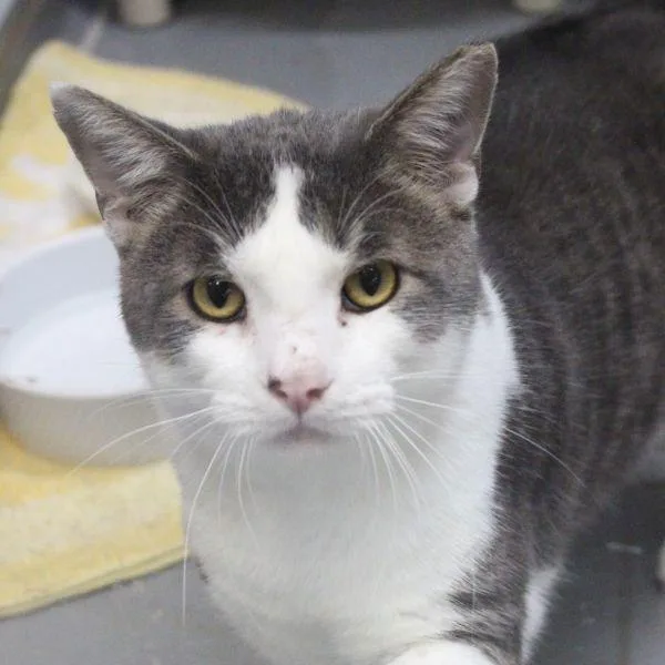 An adult medium-sized male Domestic Short Hair cat named T.c. for adoption in Des Moines, IA