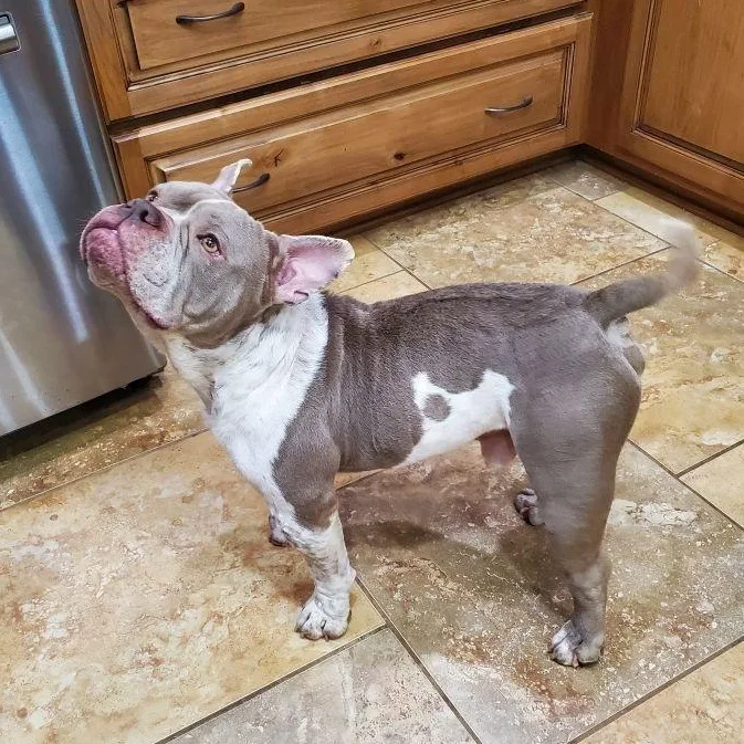 Bennie