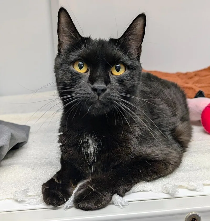 An adult medium-sized female Domestic Short Hair cat named Mama Starling for adoption in Peoria, AZ