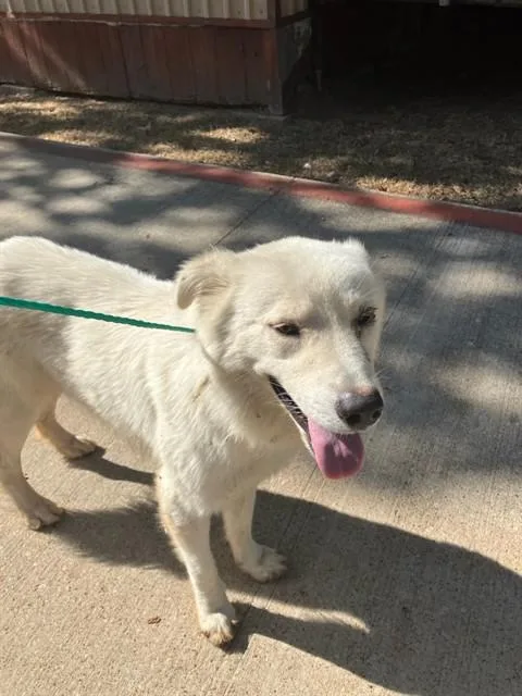 A young large-sized male Mixed Breed dog named Polo for adoption in Dallas, TX
