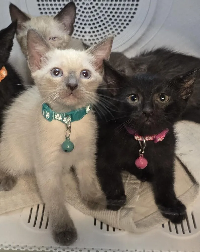 A baby small-sized female Siamese cat named Castro for adoption in Pacifica, CA