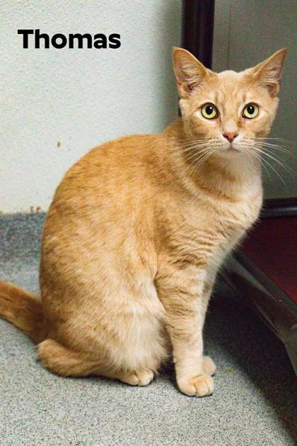 Thomas