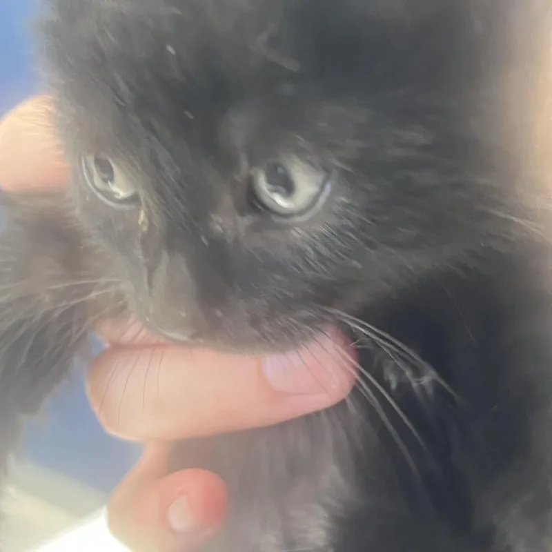 A baby small-sized female Domestic Short Hair cat named Viscountess for adoption in Oak Hill, WV