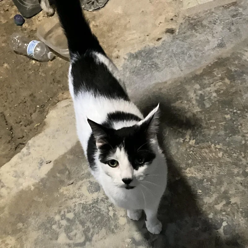 An adult large-sized male Black Domestic Short Hair cat named Holmes for adoption in Matteson, IL