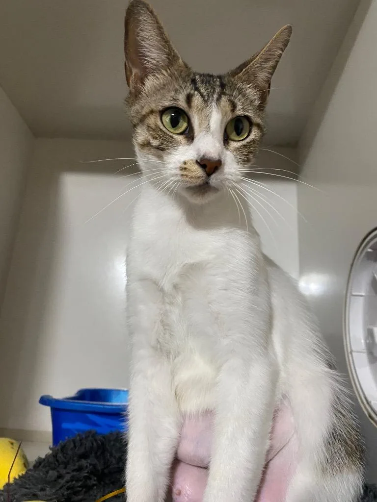 A young medium-sized female Domestic Short Hair cat named Coral for adoption in Corpus Christi, TX