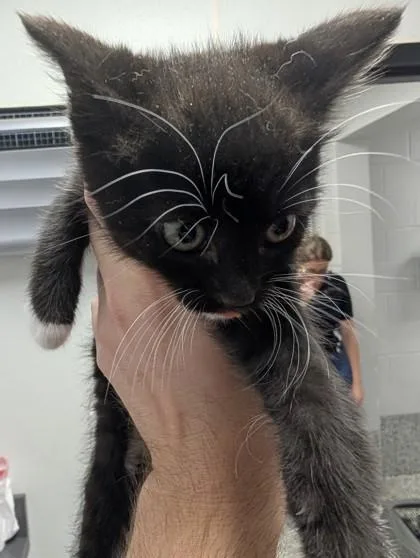 A baby small-sized male Domestic Short Hair cat named Mark Antony for adoption in West Chester, PA