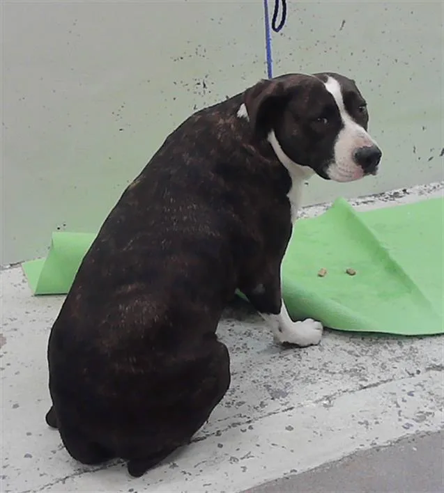 An adult large-sized female Staffordshire Bull Terrier dog named Chata for adoption in Houston, TX