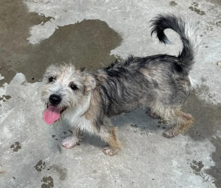 A baby small-sized male Bicolor Terrier dog named Bud for adoption in Hamden, CT