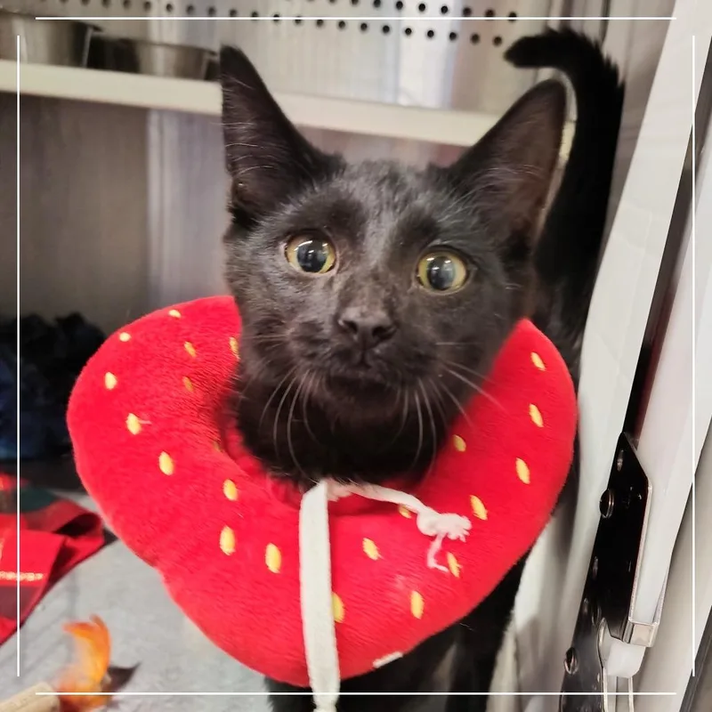 A young small-sized male Black Domestic Short Hair cat named Cocoa Puff for adoption in Dearborn, MI