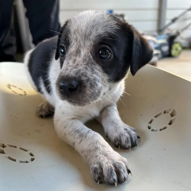 A baby medium-sized female Black Australian Cattle Dog / Blue Heeler named NY Long Eared Bat for adoption in Stormville, NY