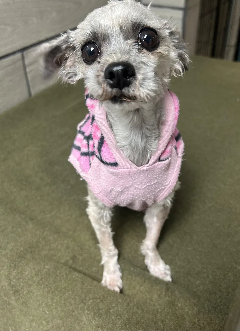An adult small-sized female Poodle dog named Dolly for adoption in Pipe Creek, TX
