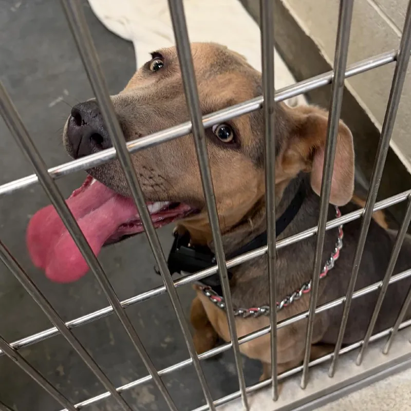 A young medium-sized female Brown / Chocolate Pit Bull Terrier dog named Iepastray for adoption in Upland, CA