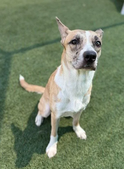 A young medium-sized female Terrier dog named Artemis for adoption in Bloomfield, CT