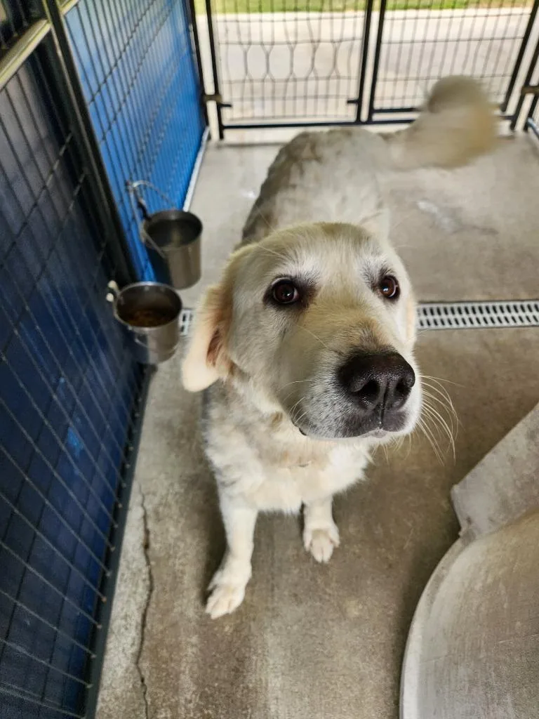 A young large-sized female Great Pyrenees dog named Jasmine for adoption in Fayetteville, TN