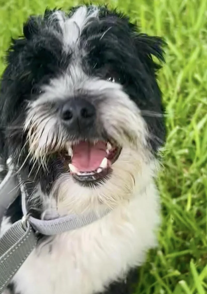 An adult small-sized male Havanese dog named Robbie for adoption in Lauderhill, FL