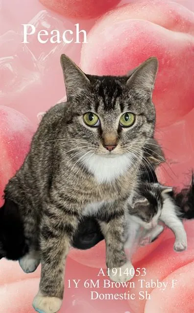 A young medium-sized female Domestic Short Hair cat named Peach for adoption in Riverside, CA