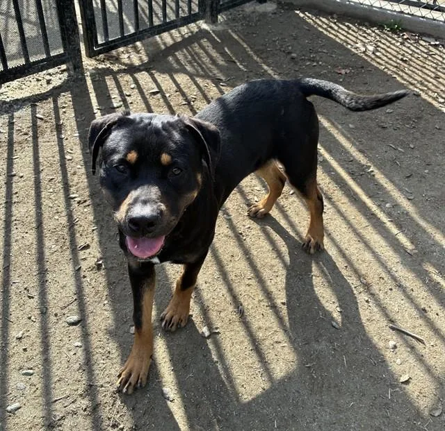A young large-sized male Rottweiler dog named Titan for adoption in Riverside, CA