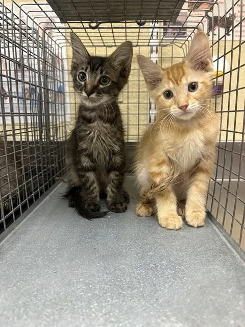 A baby small-sized male Domestic Medium Hair cat named Rigatoni for adoption in Fort Myers, FL