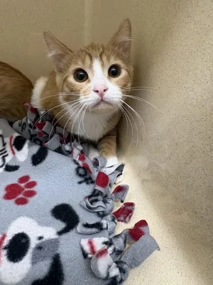A baby medium-sized female Domestic Short Hair cat named Tabitha for adoption in Pequot Lakes, MN