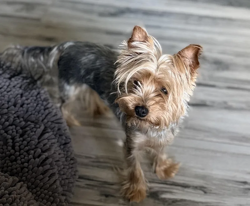 An adult small-sized female Gray / Blue / Silver Yorkshire Terrier dog named Renny for adoption in Scottsdale, AZ