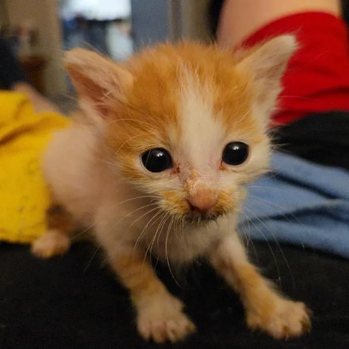 A baby small-sized male Domestic Short Hair cat named Intrepid for adoption in San Antonio, TX