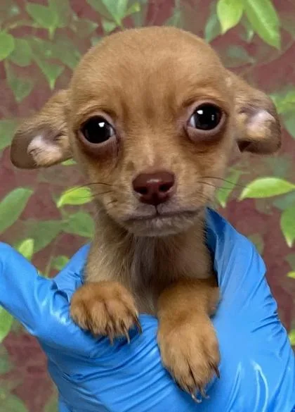 A young small-sized male Chihuahua dog named Maserati for adoption in San Antonio, TX