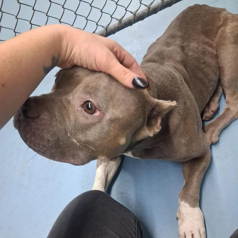 An adult medium-sized female Gray / Blue / Silver Pit Bull Terrier dog named Jada for adoption in Lufkin, TX