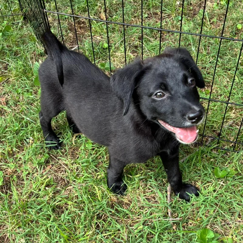A baby medium-sized male Black Mixed Breed dog named Nico for adoption in Alexandria, VA