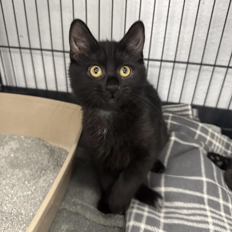 A baby small-sized female Black Domestic Short Hair cat named Bitty for adoption in Chaska, MN