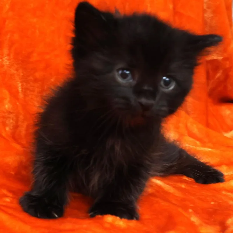 Bitty thumbnail 2