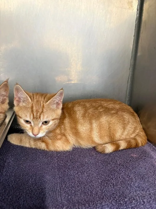 A young medium-sized male Tabby (Orange / Red) Domestic Short Hair cat named Garfunkle for adoption in Providence Forge, VA