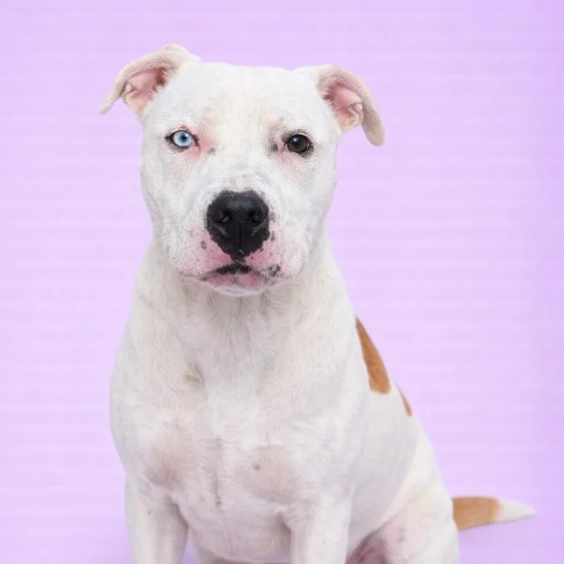 A young large-sized female White / Cream Pit Bull Terrier dog named Jessica for adoption in Concord, NC
