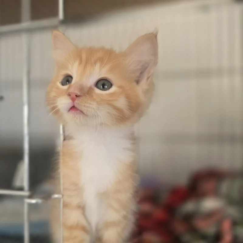 A baby small-sized male Orange / Red Domestic Medium Hair cat named Buttercup for adoption in Globe, AZ