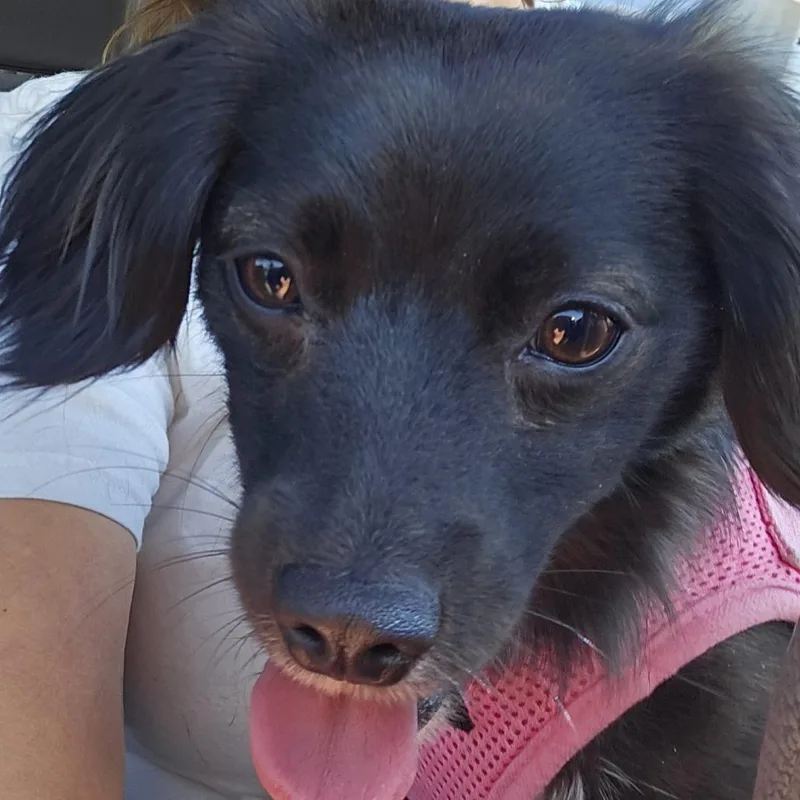 A young small-sized female Black Mixed Breed dog named Whimsy for adoption in Sonoma, CA