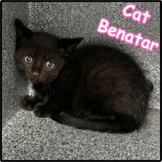A baby small-sized female Black Domestic Short Hair cat named Cat Benatar C for adoption in Princeton, MN