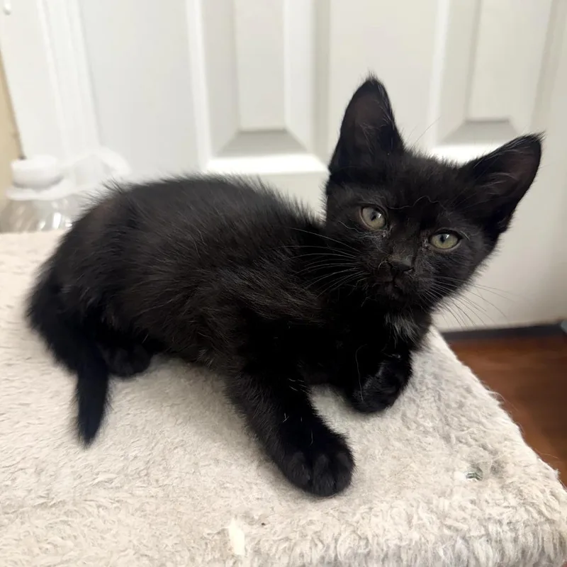 A baby small-sized female Black Domestic Medium Hair cat named Pom for adoption in Long Beach, CA