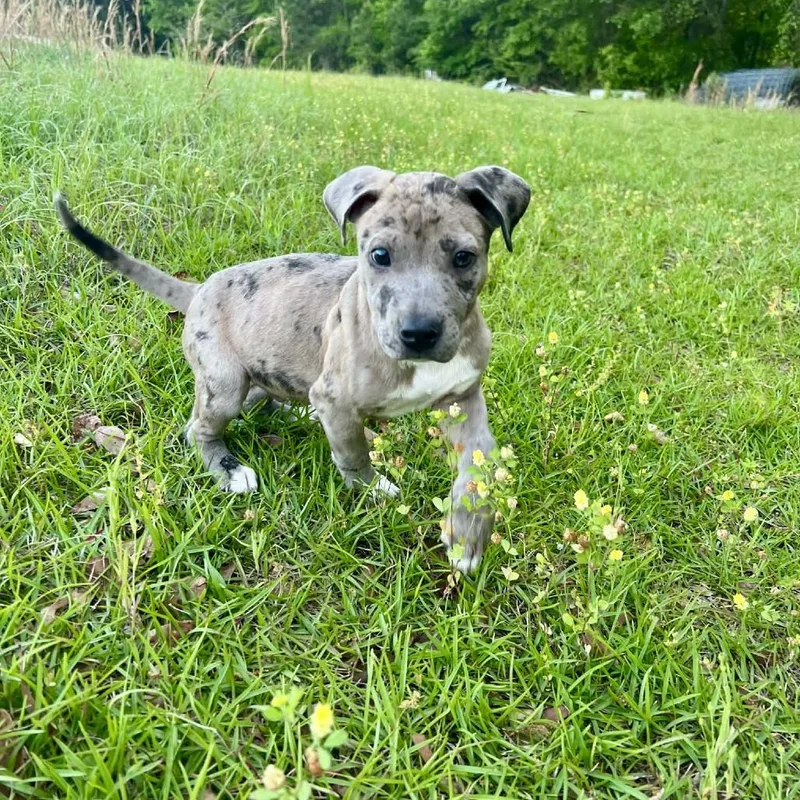 Pepper