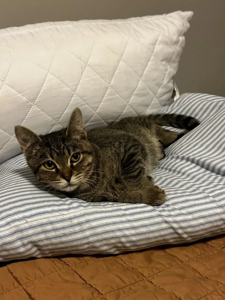 A baby small-sized female Domestic Short Hair cat named Russella for adoption in Ferndale, MI