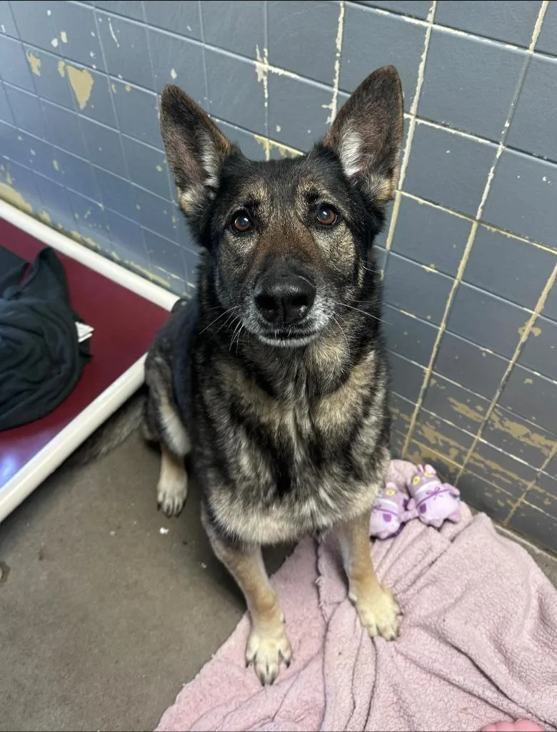 An adult medium-sized female German Shepherd Dog dog named Timber for adoption in Marion, OH