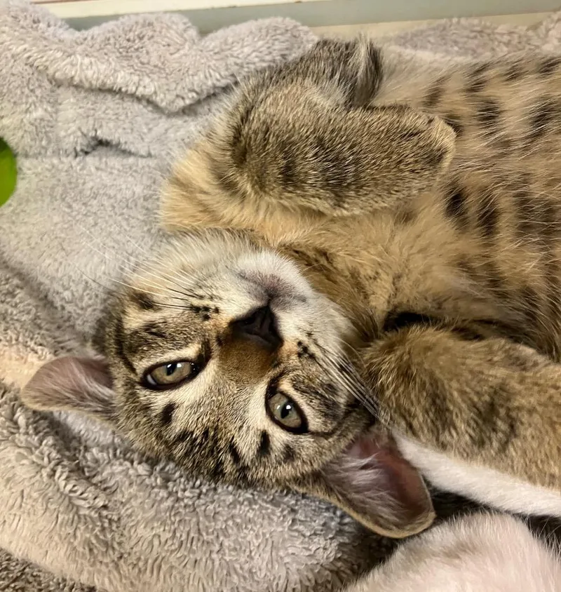 A baby medium-sized male Domestic Short Hair cat named Turkey for adoption in Christiansburg, VA