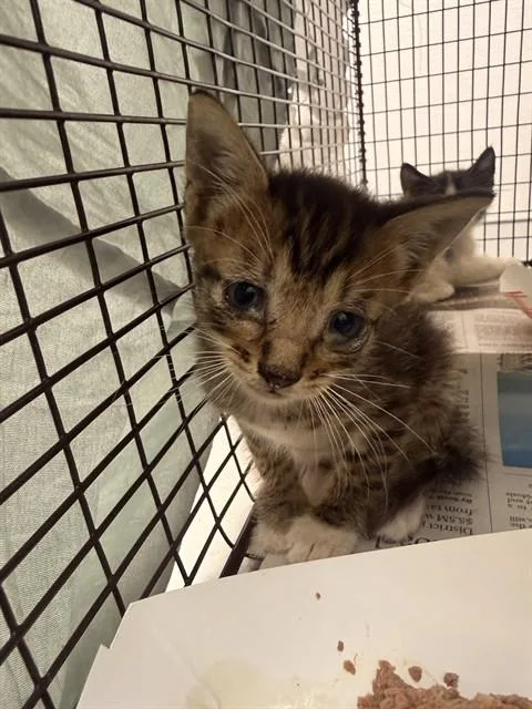 A baby small-sized male Domestic Short Hair cat named A for adoption in Fort Lauderdale, FL