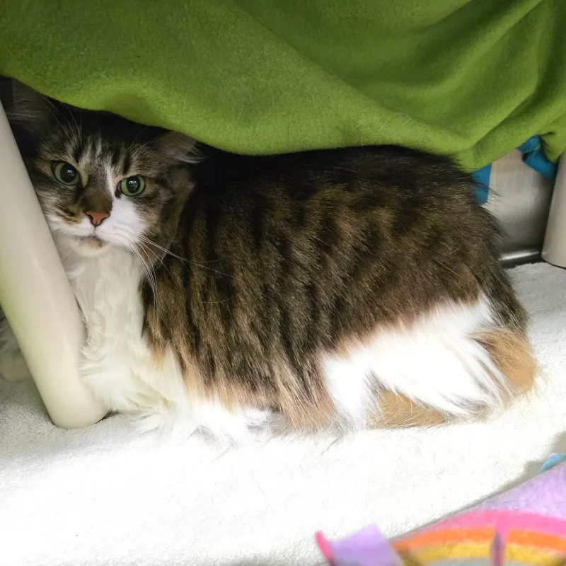 An adult medium-sized female White Domestic Long Hair cat named Kenpi for adoption in Fort Wayne, IN