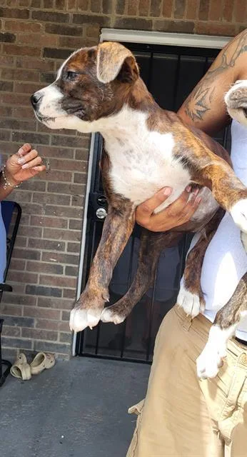 A baby large-sized male American Staffordshire Terrier dog named Junebug for adoption in San Antonio, TX