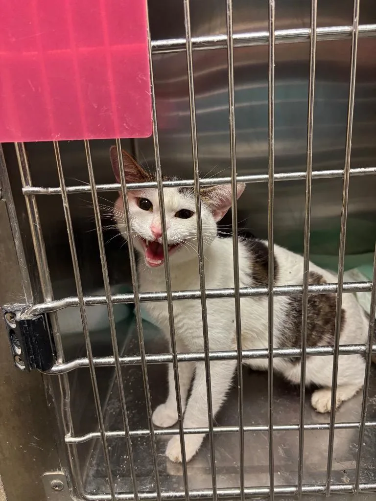 A young medium-sized female Domestic Short Hair cat named Lauazza for adoption in Wintersville, OH
