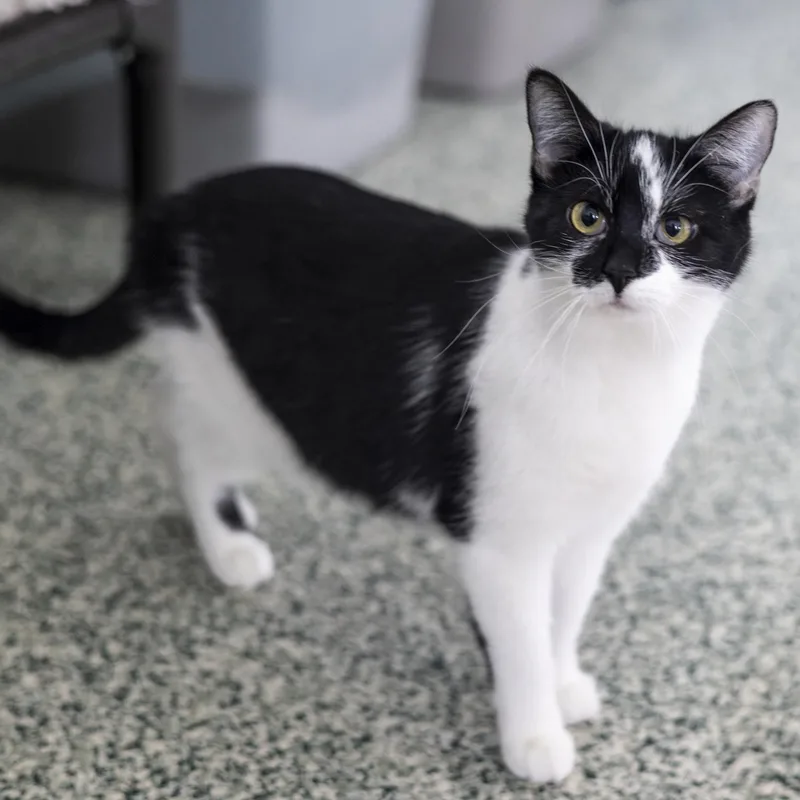 An adult medium-sized female Black & White / Tuxedo Domestic Short Hair cat named Simone for adoption in Richland Center, WI