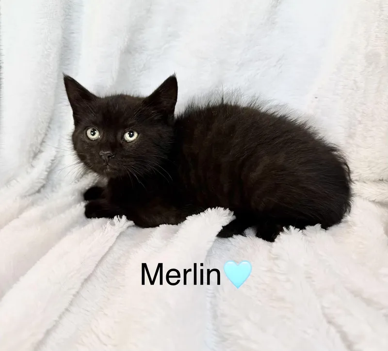 A baby medium-sized male Black Domestic Medium Hair cat named Merlin for adoption in Copley, OH