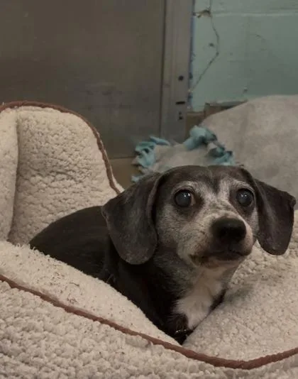 A senior medium-sized female Dachshund dog named Toast for adoption in Lowell, MA