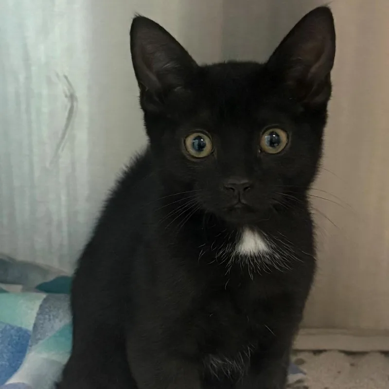 A baby small-sized male Black Domestic Short Hair cat named Dos for adoption in East Hanover, NJ