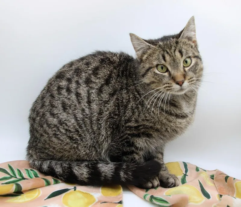 A young medium-sized male Gray / Blue / Silver Domestic Short Hair cat named Max Xx for adoption in Muskegon, MI