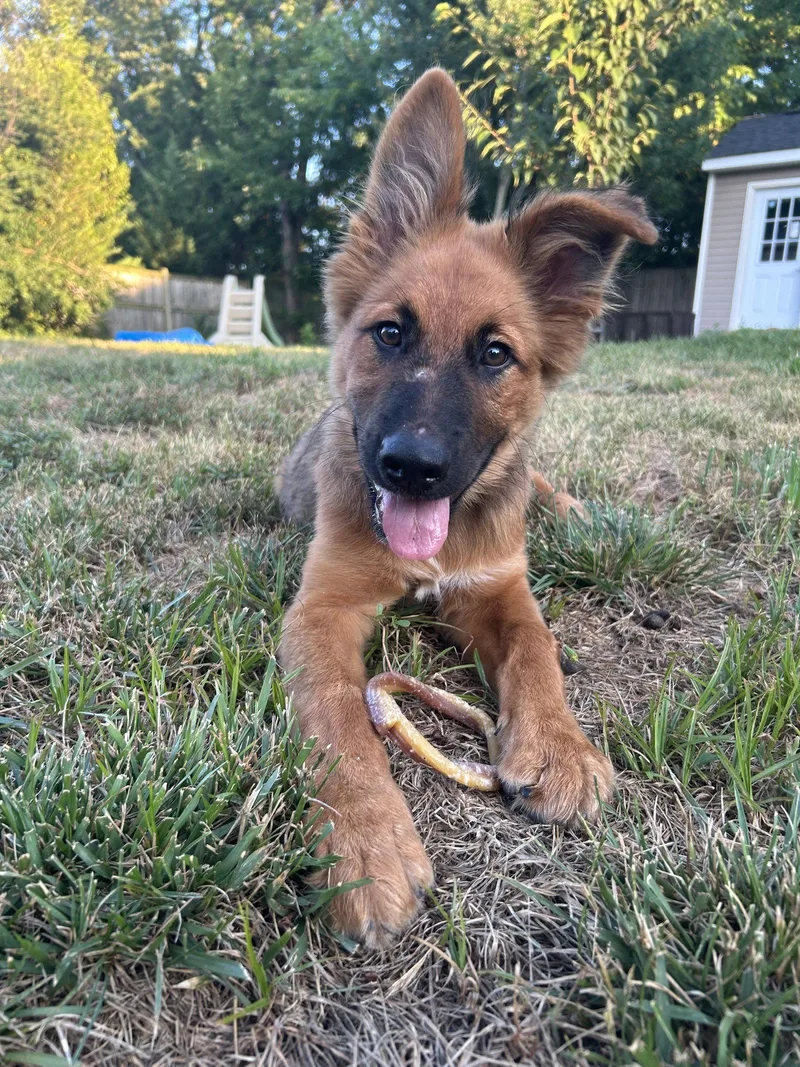 A baby extra large-sized male Dutch Shepherd dog named Murphy for adoption in Stephens City, VA